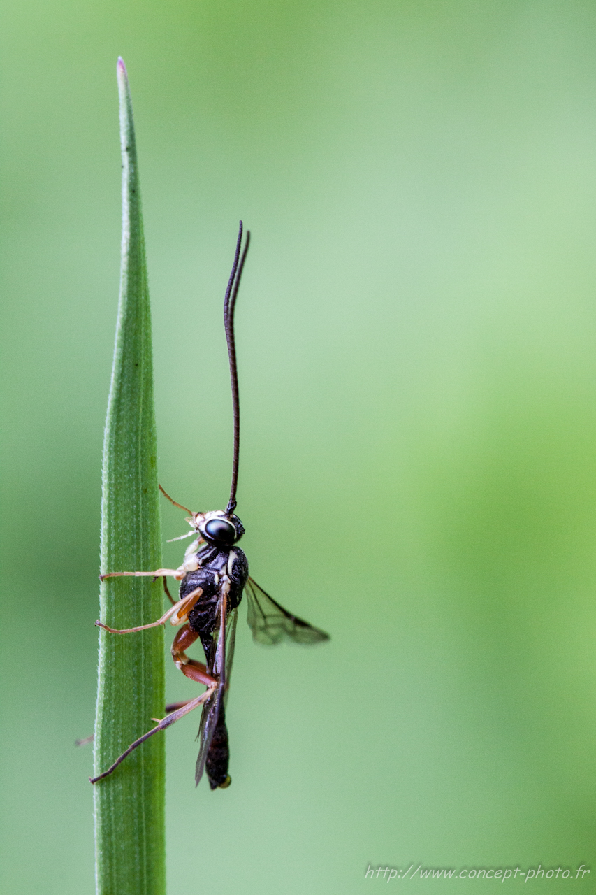 Fonds d'cran Animaux Insectes - Divers 