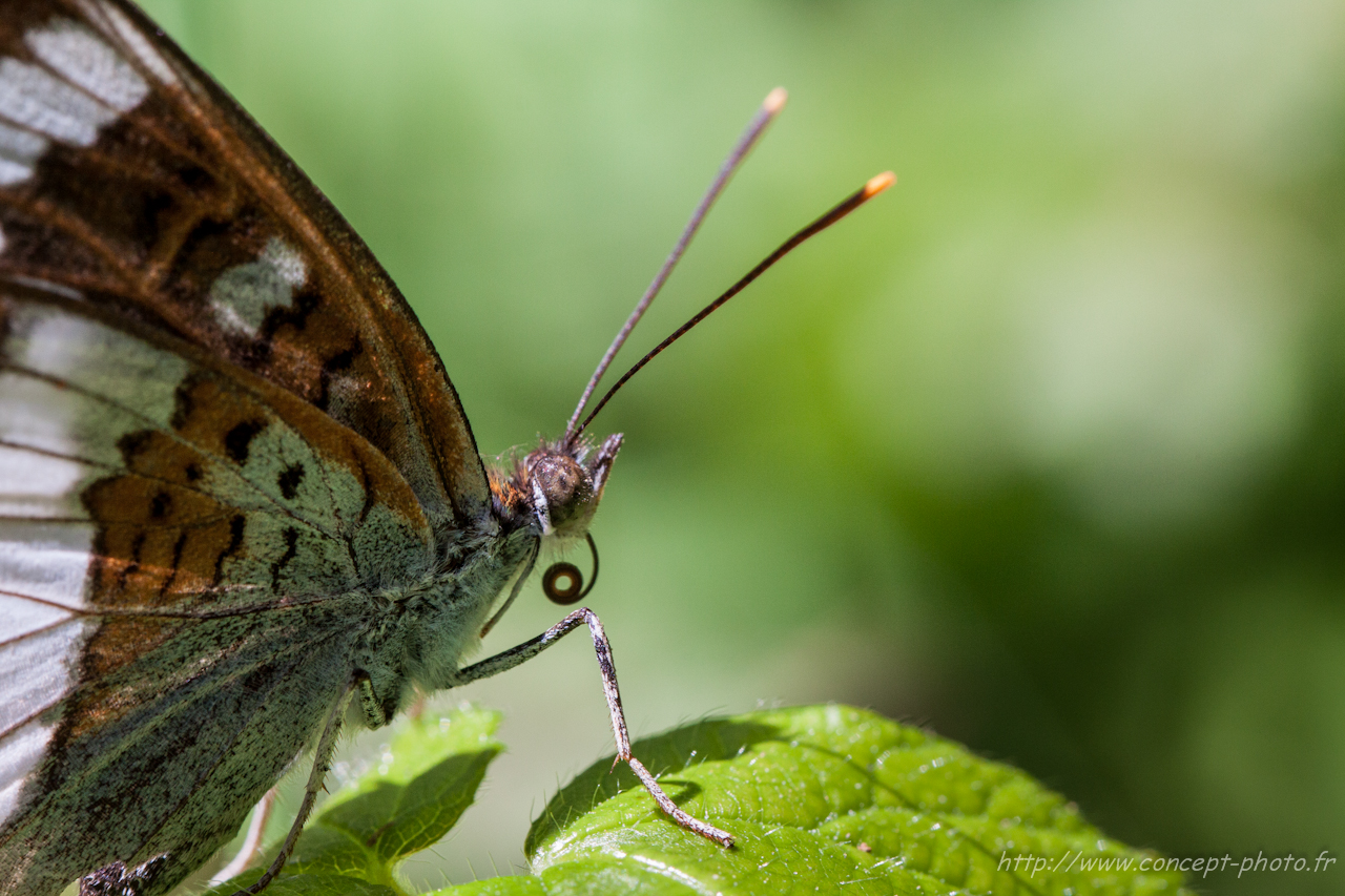 Fonds d'cran Animaux Insectes - Divers 