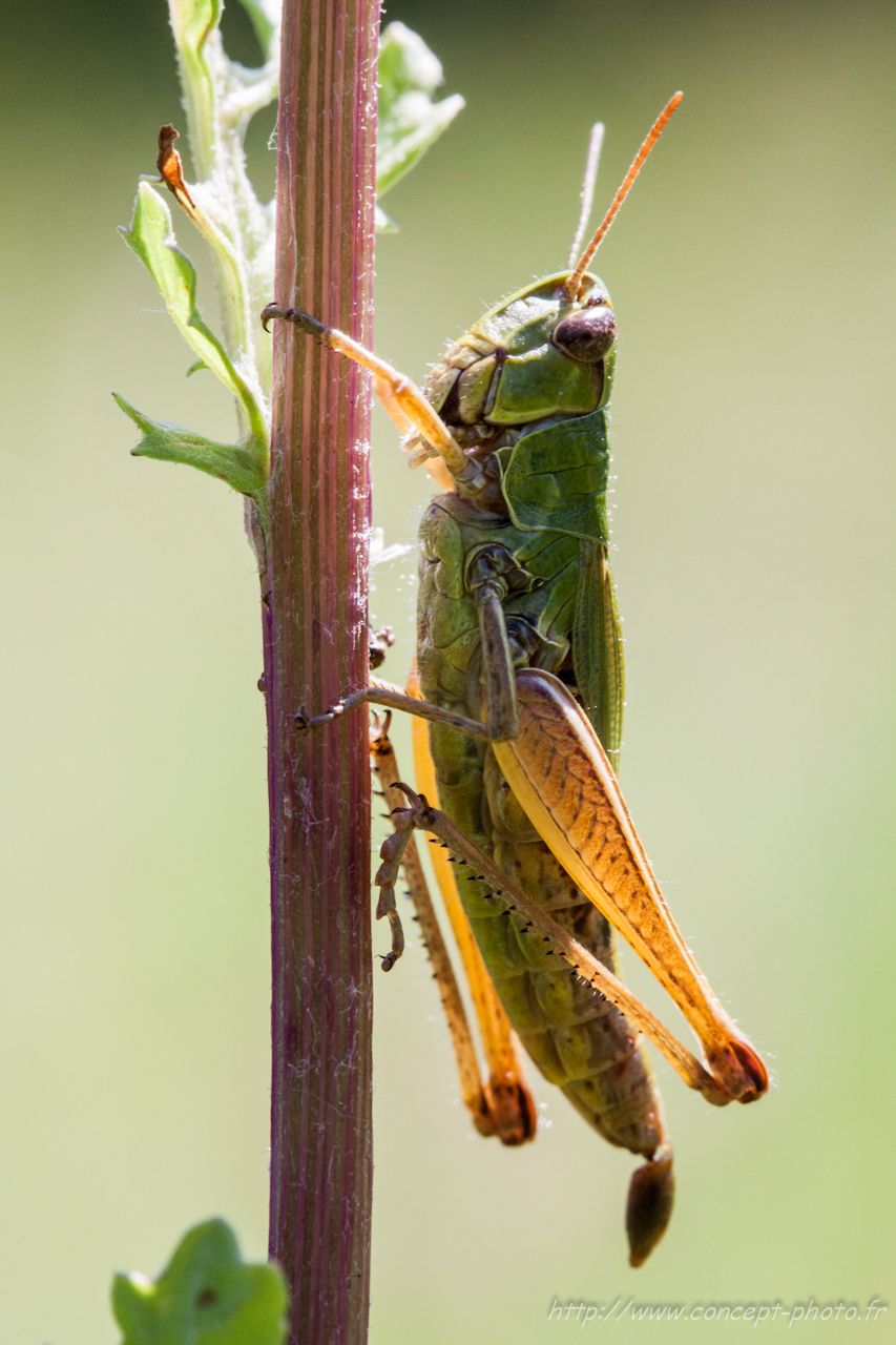 Fonds d'cran Animaux Insectes - Divers 