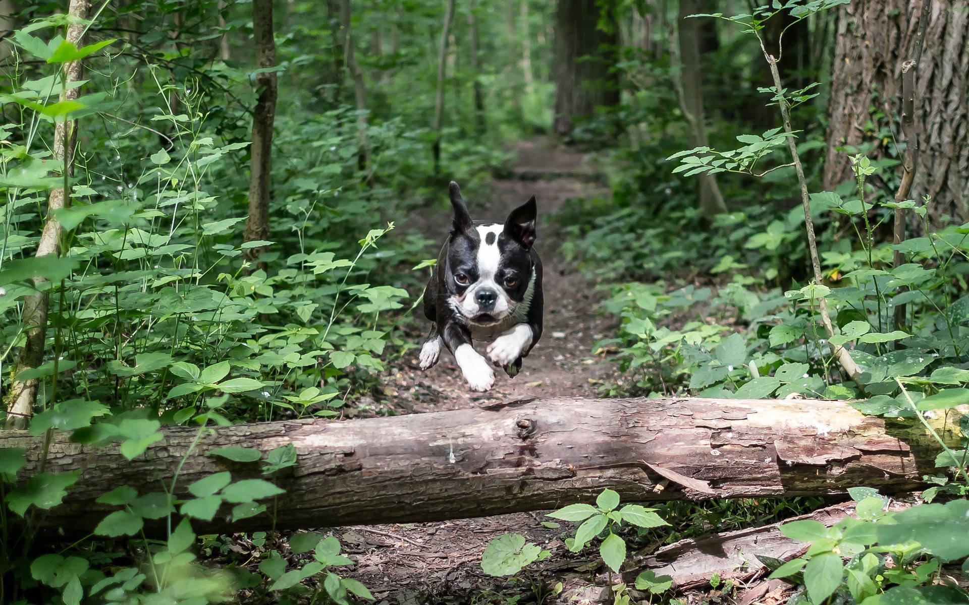 Fonds d'cran Animaux Chiens 