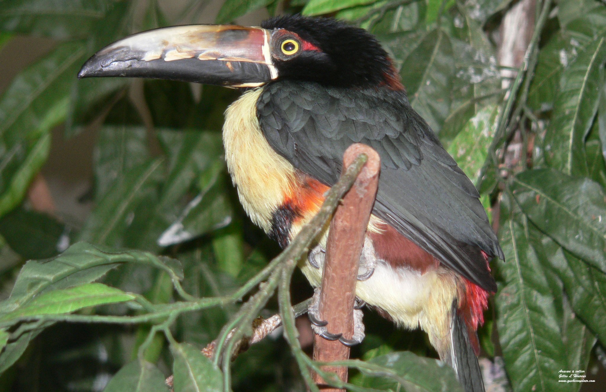 Fonds d'cran Animaux Oiseaux - Divers Araari  collier