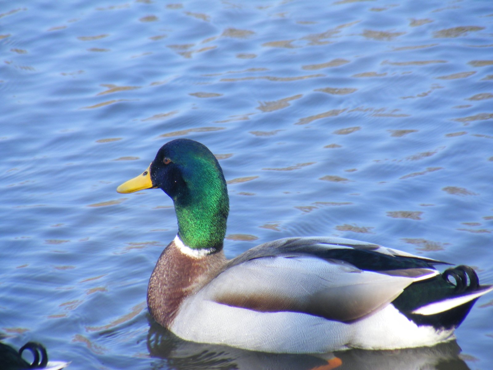 Wallpapers Animals Birds - Ducks Colvert