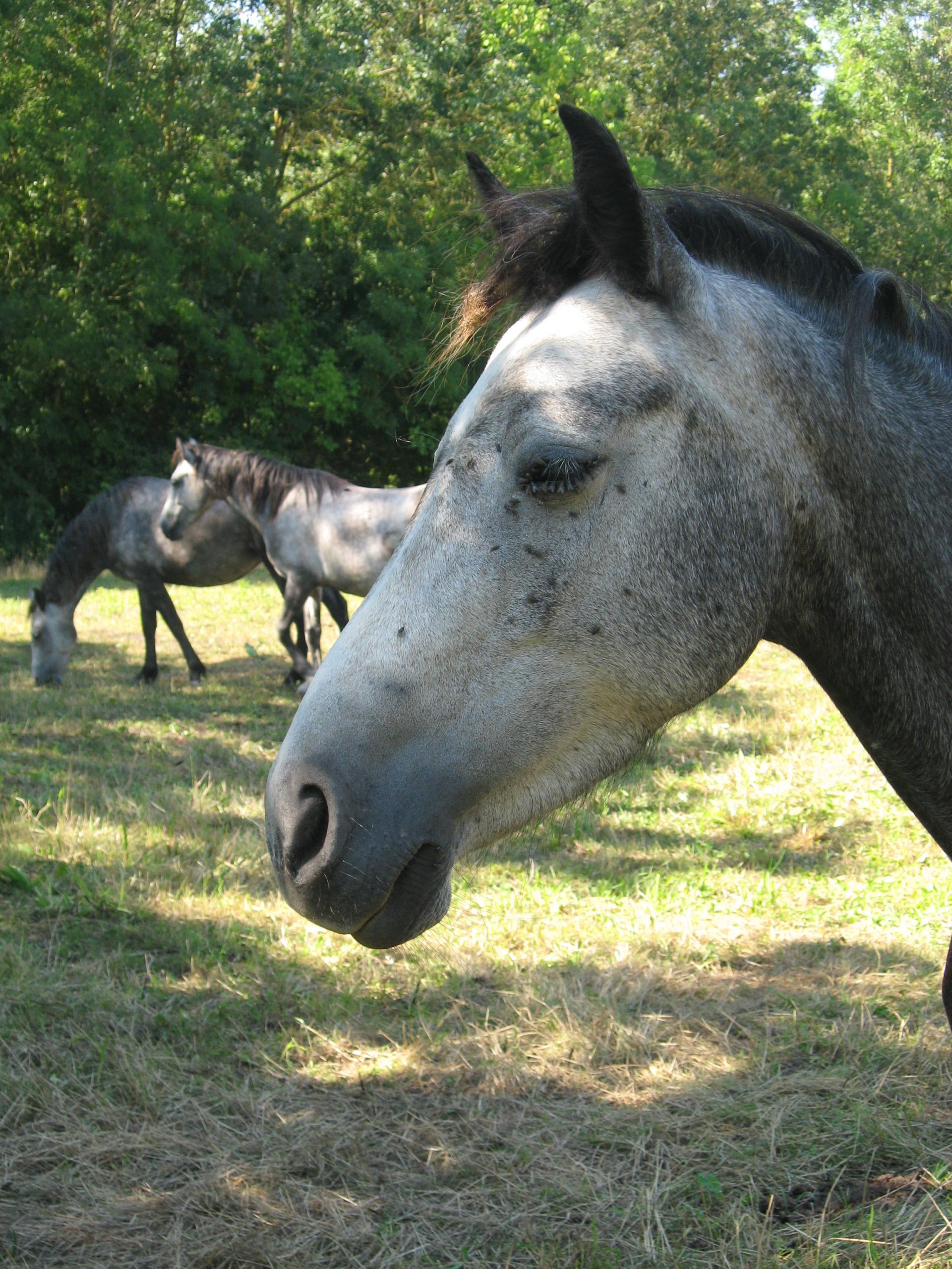 Wallpapers Animals Horses 