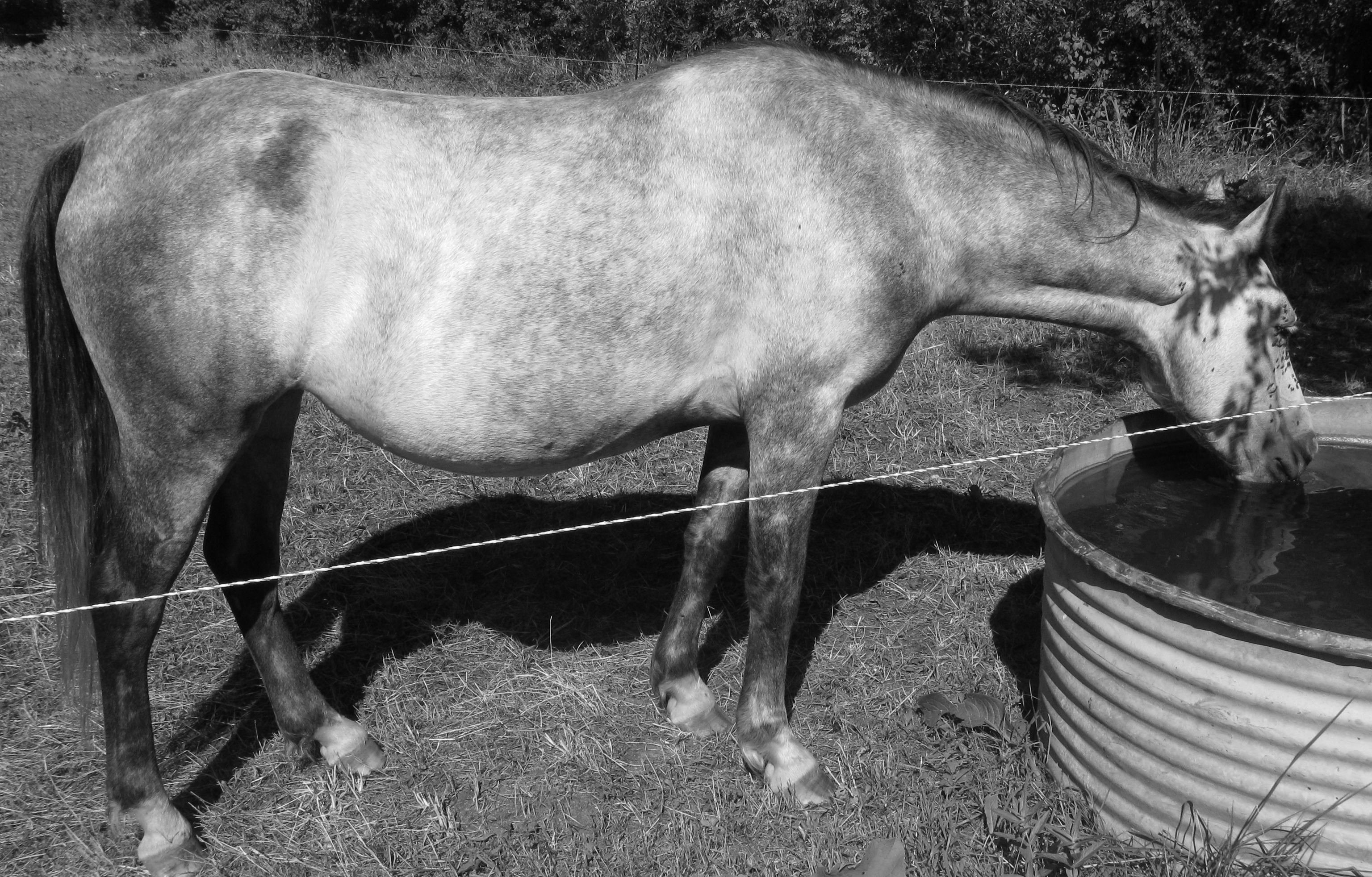 Fonds d'cran Animaux Chevaux 