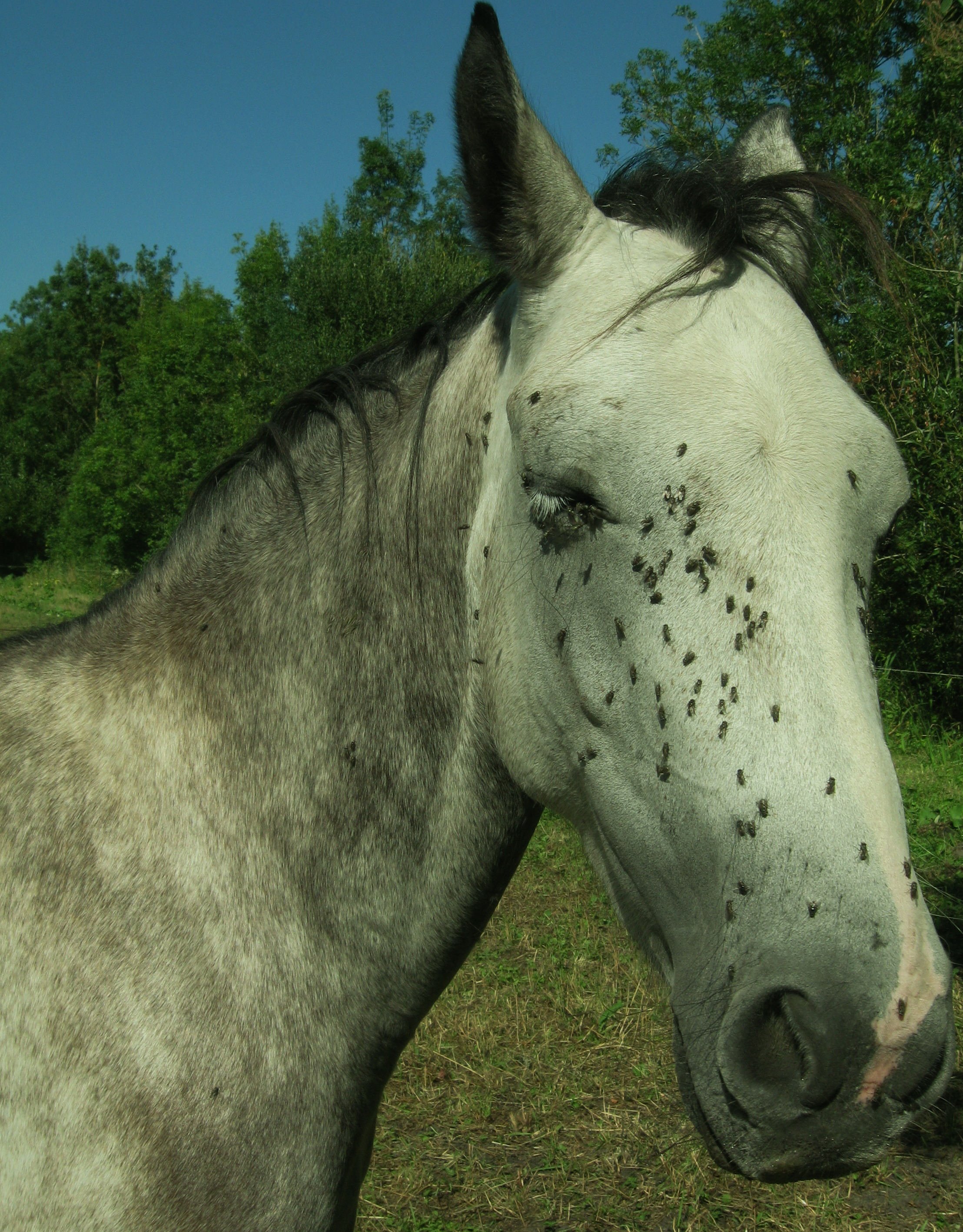 Wallpapers Animals Horses 