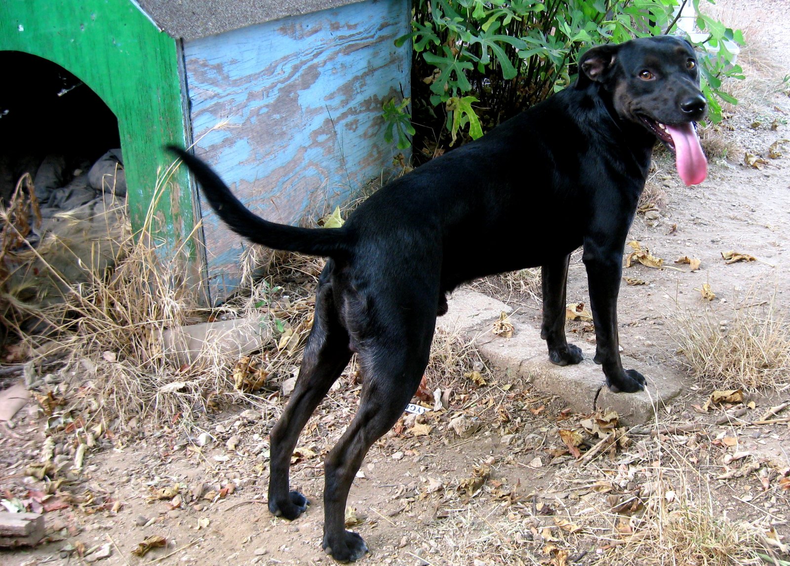 Fonds d'cran Animaux Chiens " Une vie de  " 