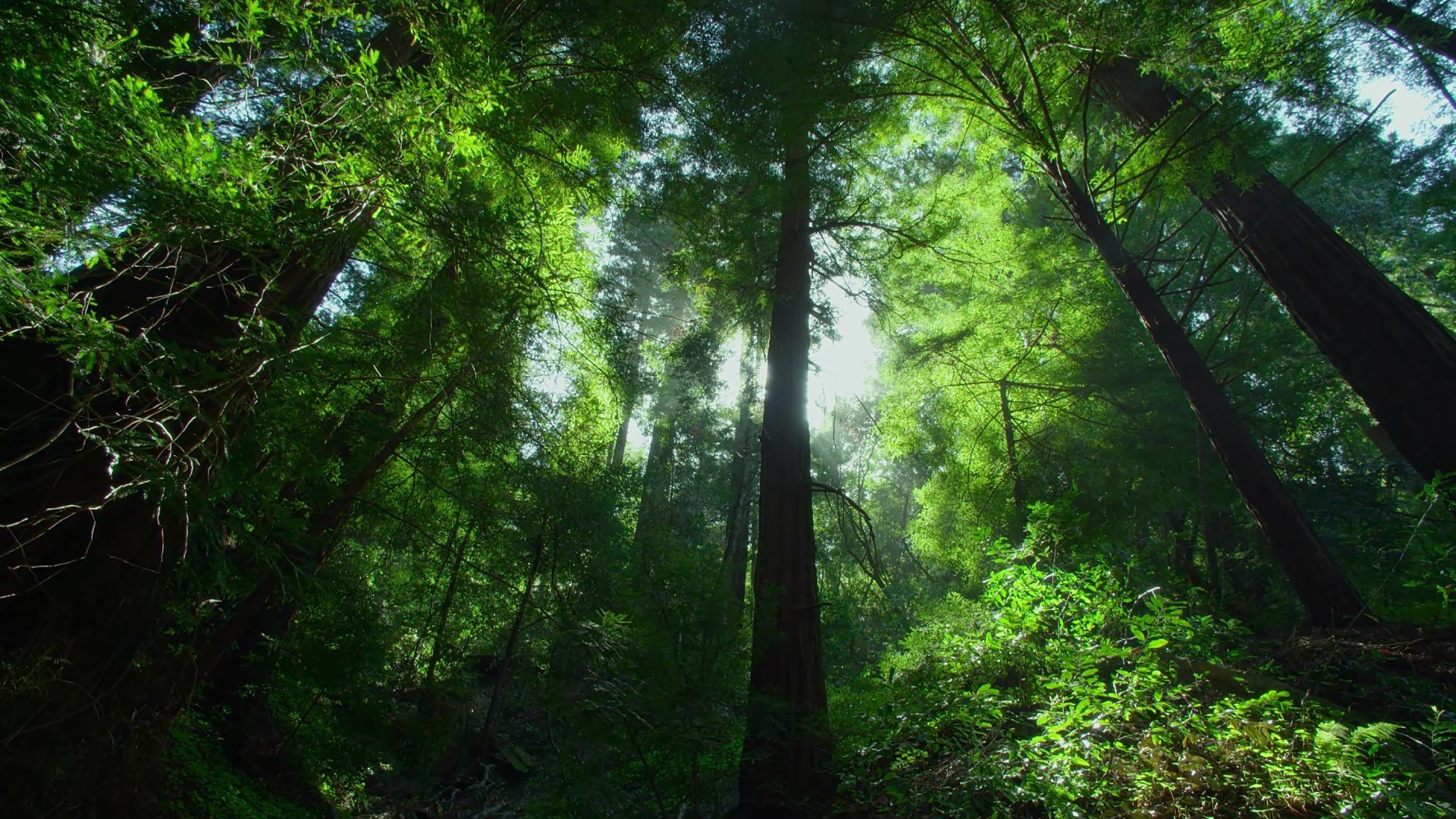 Fonds d'cran Nature Arbres - Forts 