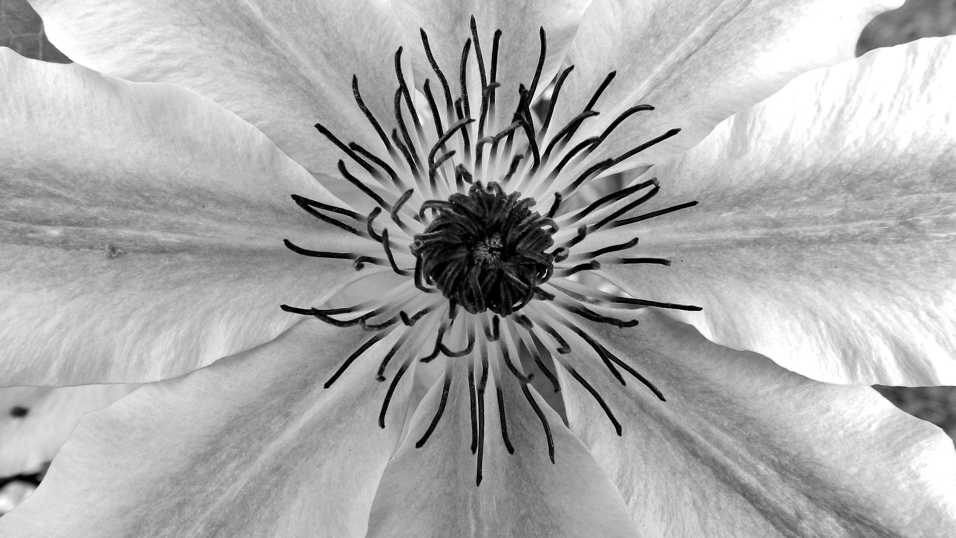 Fonds d'cran Nature Fleurs noir et blanc