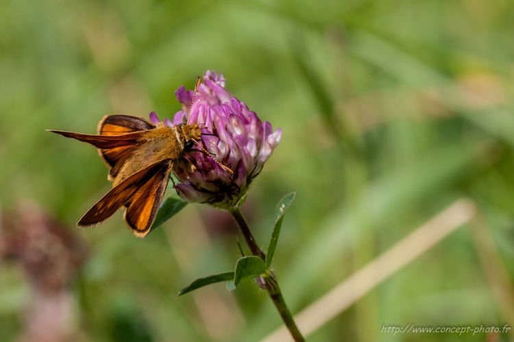 Fonds d'cran Animaux Insectes - Divers Wallpaper N314040