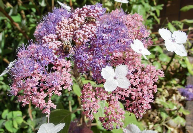 Fonds d'cran Nature Fleurs hydrangea paniculata