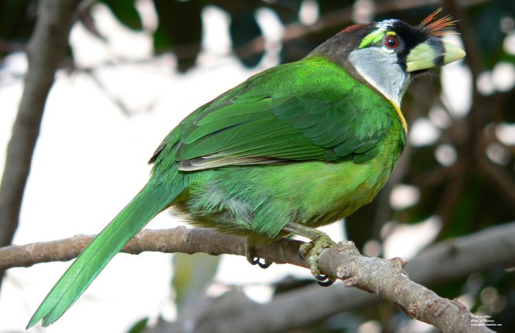 Fonds d'cran Animaux Oiseaux - Divers Barbu  collier