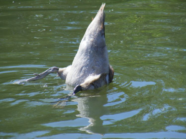 Fonds d'cran Animaux Oiseaux - Cygnes Danse aquatique