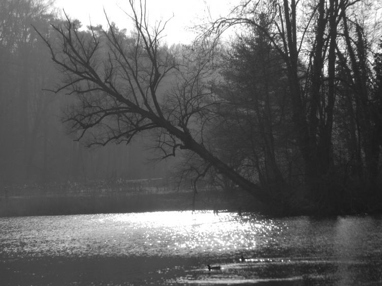 Fonds d'cran Nature Arbres - Forts l' arbre qui tombe a pic.