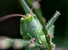  Animaux Image sans titre N314044