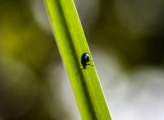  Animaux Image sans titre N314047