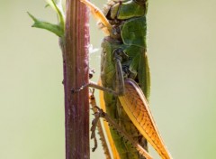  Animaux Image sans titre N314052