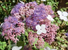  Nature hydrangea paniculata