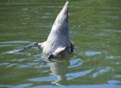  Animaux Danse aquatique