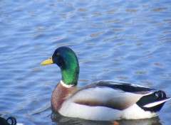  Animaux Colvert