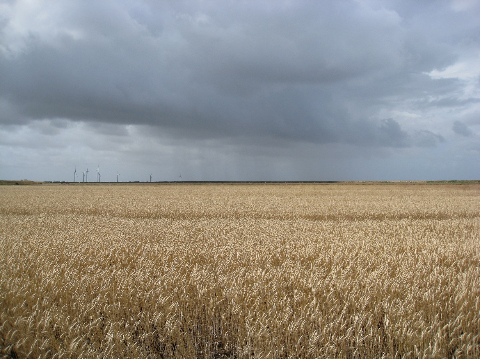 Fonds d'cran Nature Champs - Prairies 