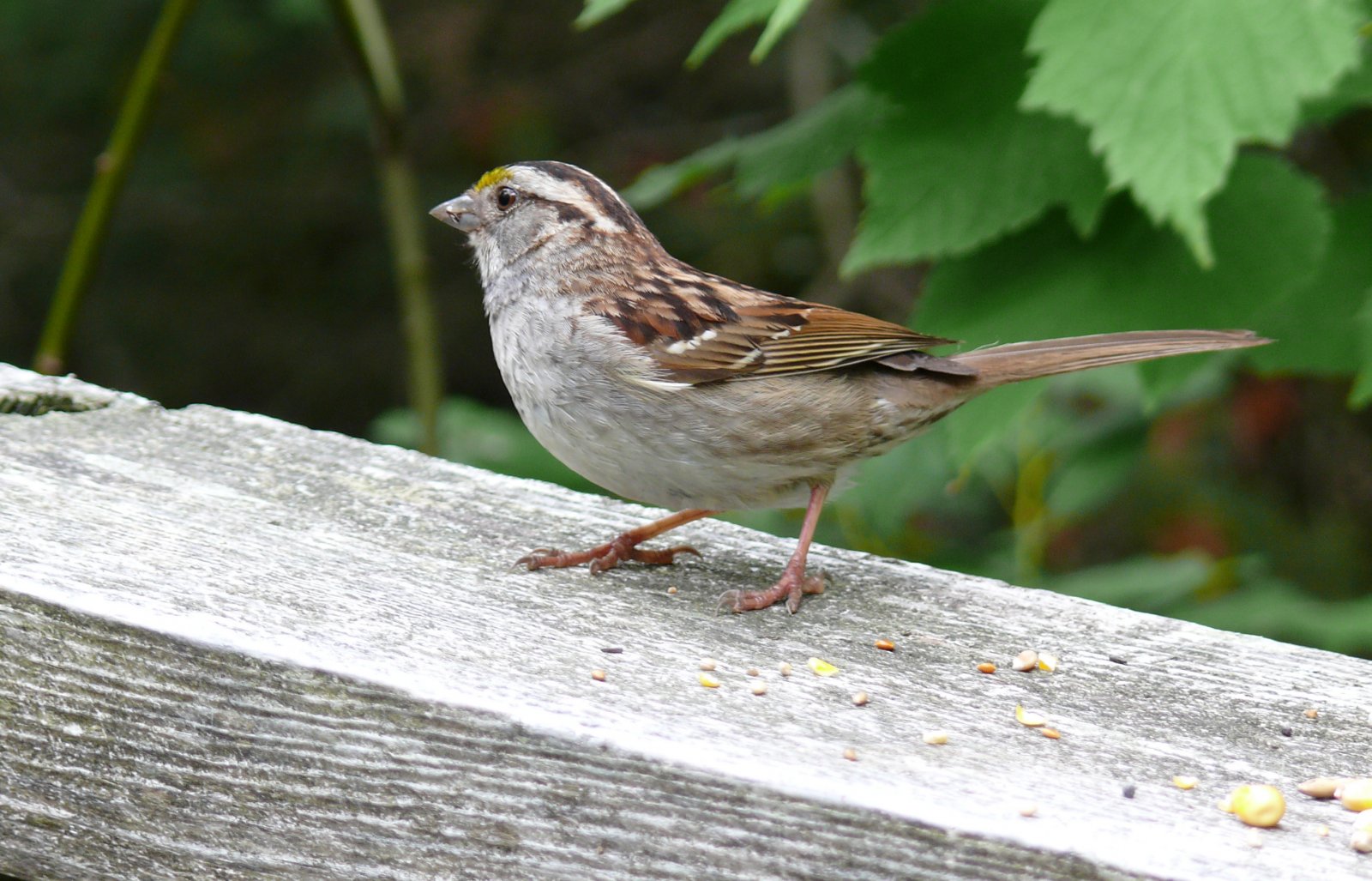 Fonds d'cran Animaux Oiseaux - Bruants 