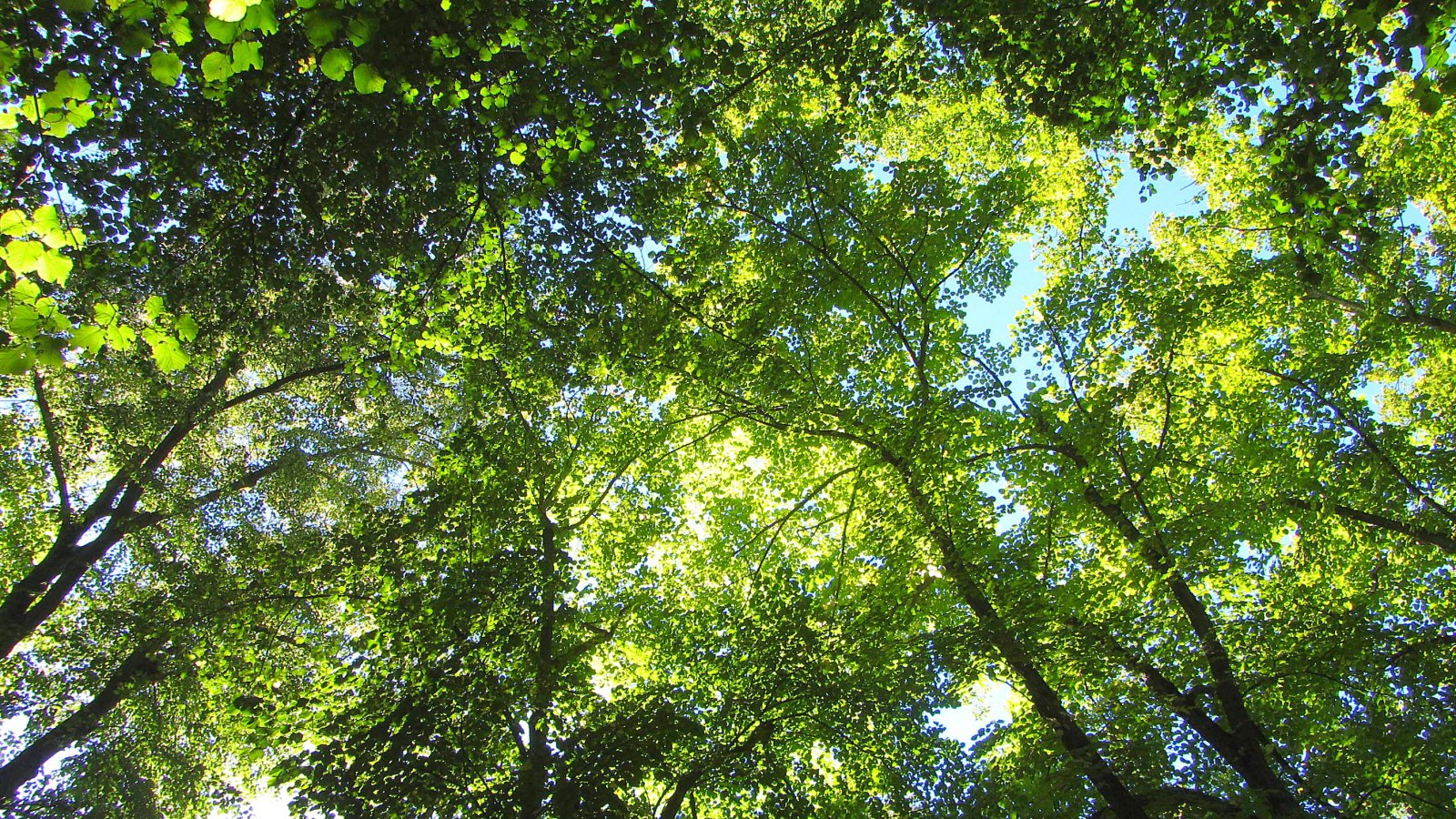 Fonds d'cran Nature Arbres - Forts forêt