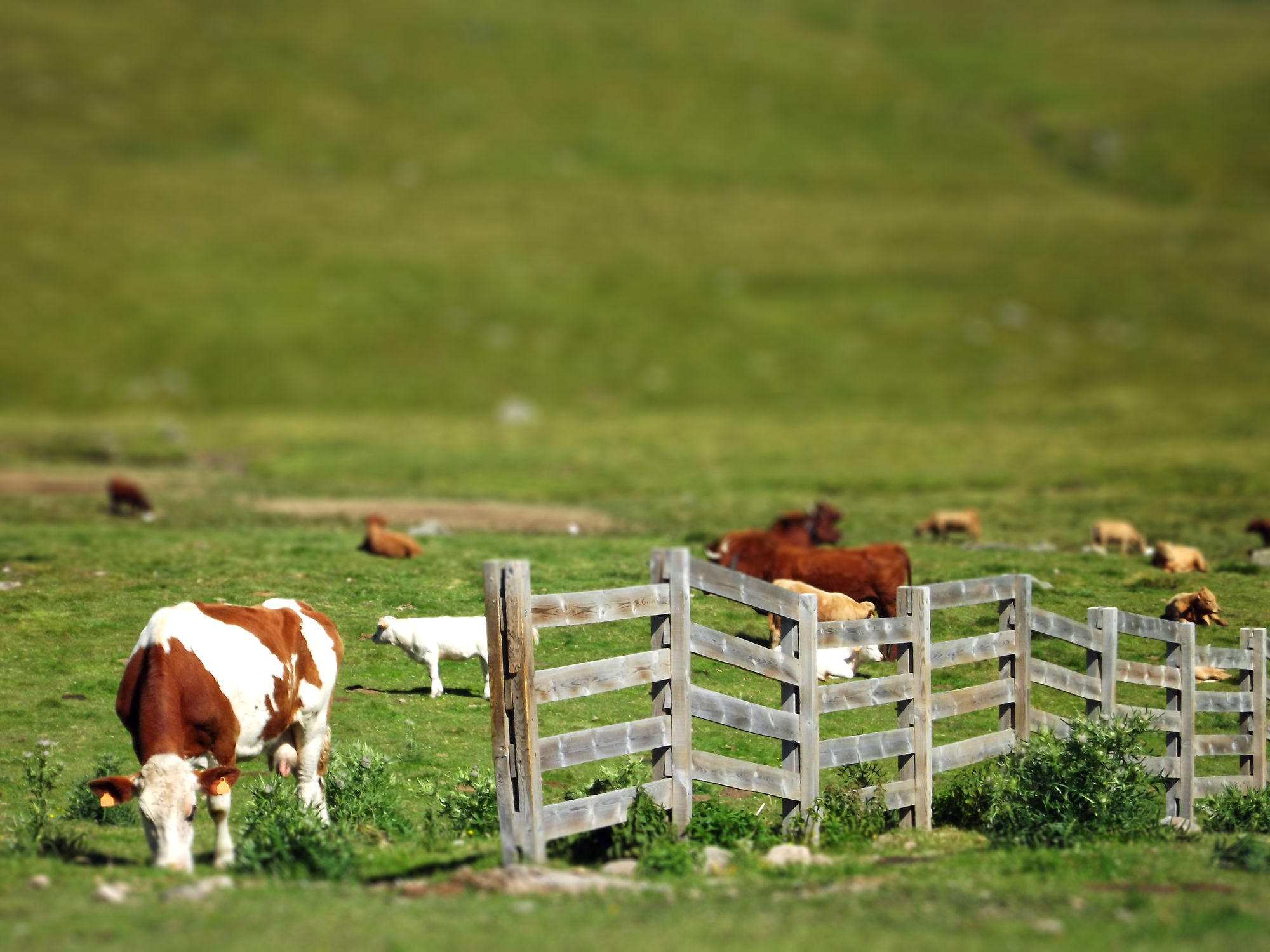 Wallpapers Animals Cows - Bulls - Beef pâturages