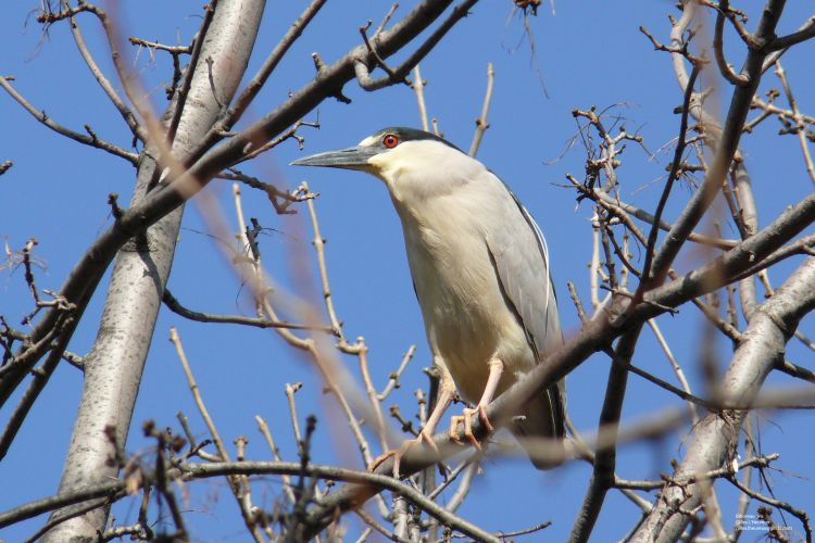 Wallpapers Animals Birds - Bihoreau Bihoreau gris