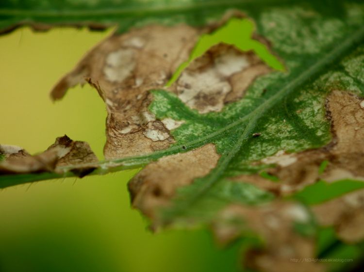 Fonds d'cran Nature Feuilles - Feuillages Feuille abimée