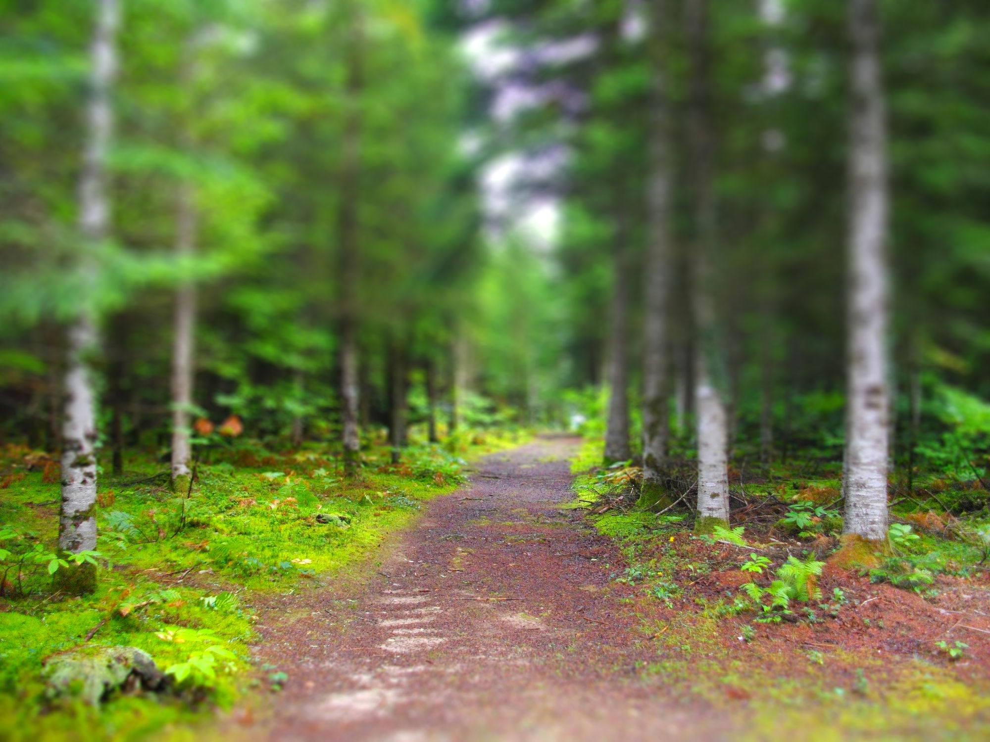 Wallpapers Nature Trees - Forests sentier forestier