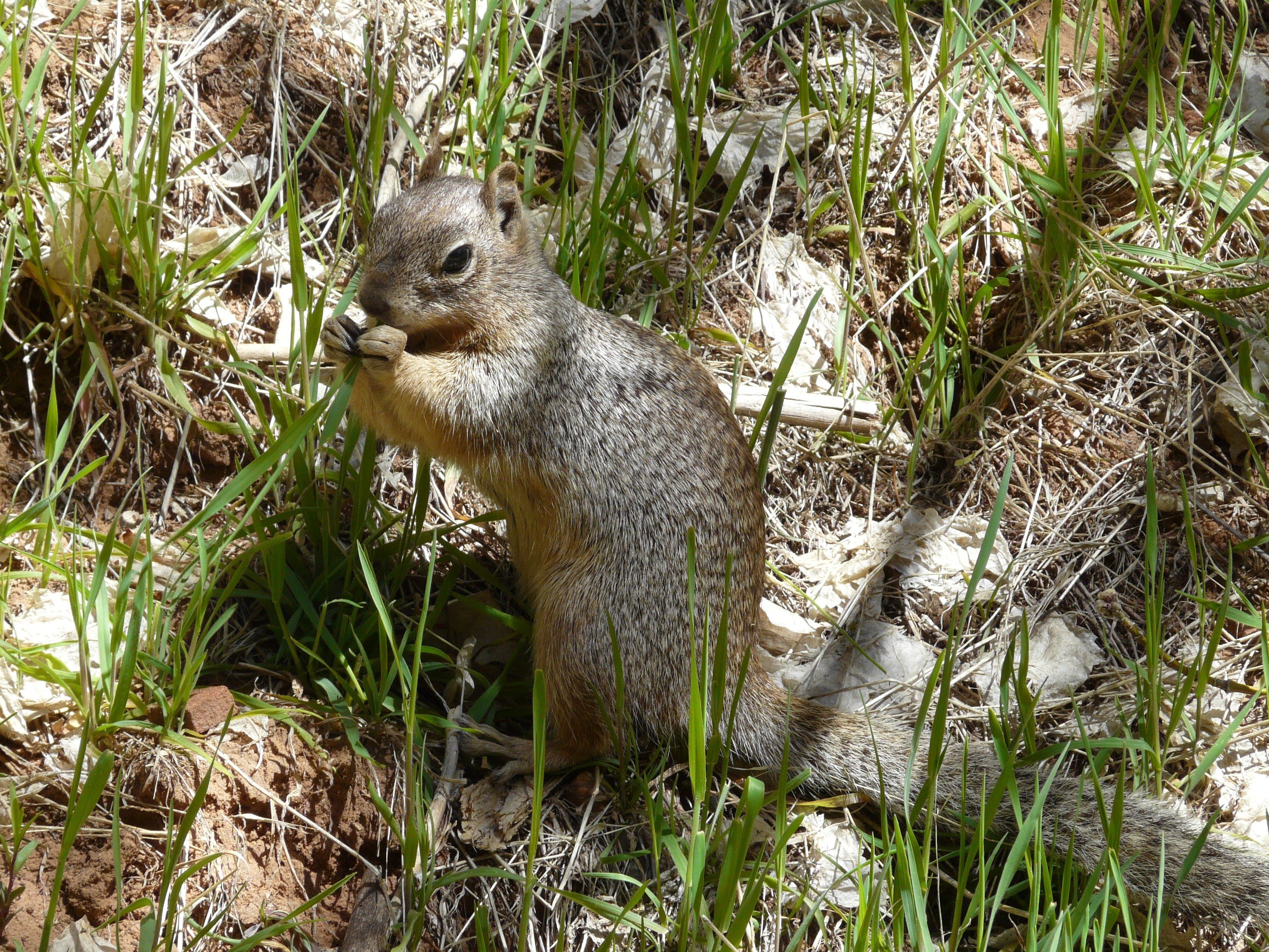 Wallpapers Animals Rodents - Squirrels 