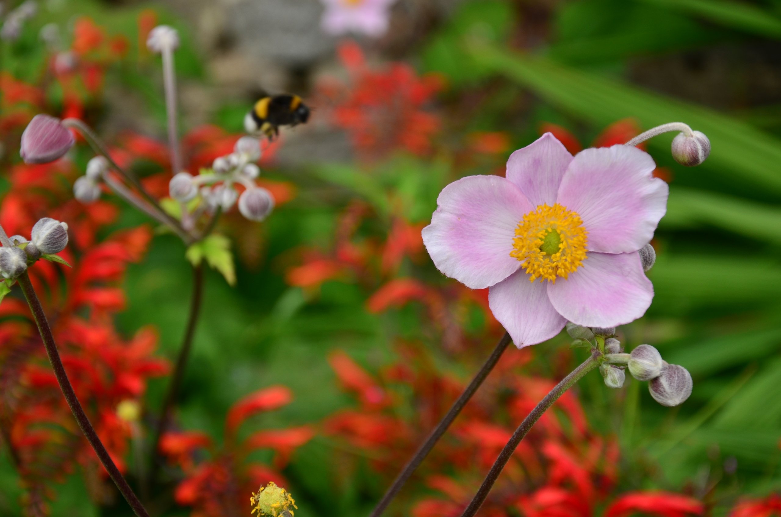 Wallpapers Nature Flowers 