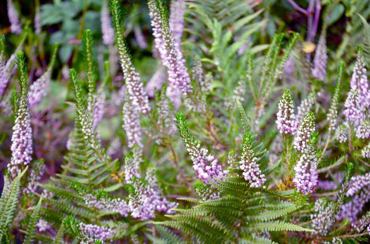 Wallpapers Nature Flowers parc botanique de haute bretagne 