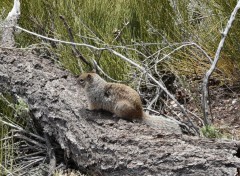  Animaux Image sans titre N314420