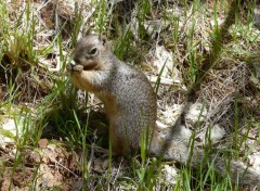  Animaux Image sans titre N314425