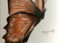  Art - Pencil (Eternel) papillon!