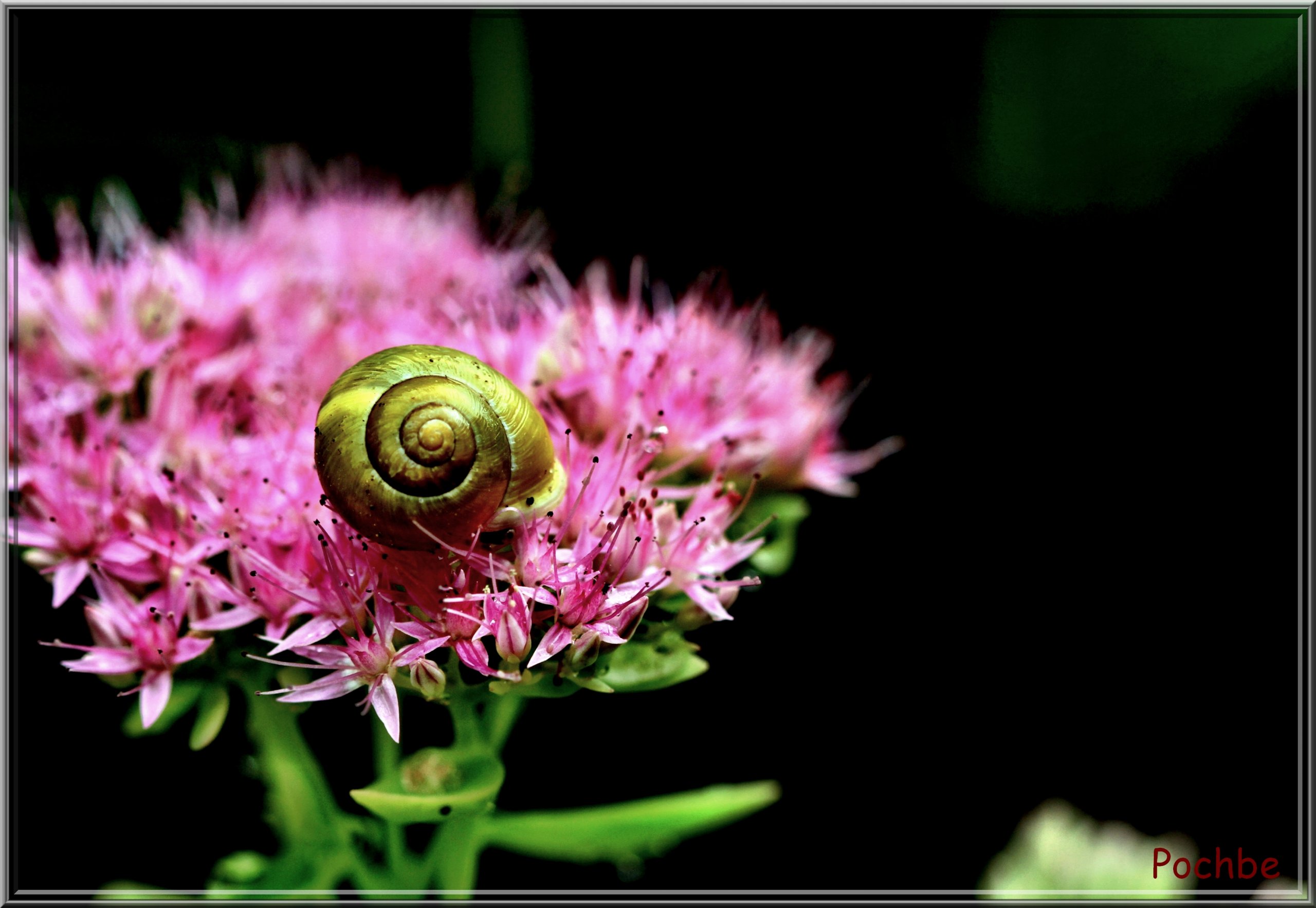 Fonds d'cran Animaux Escargots - Limaces 