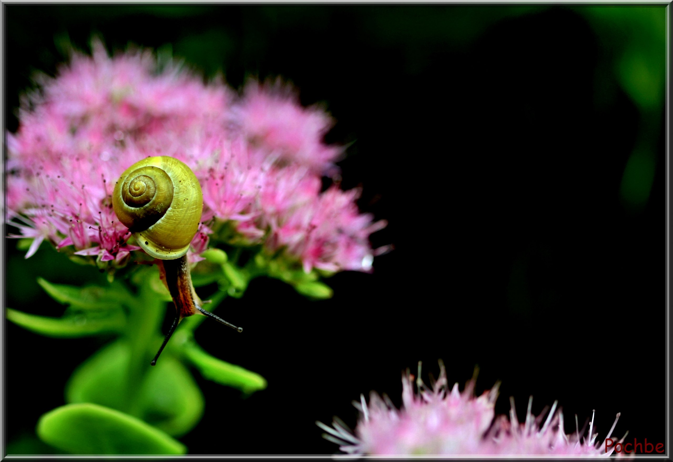 Fonds d'cran Animaux Escargots - Limaces 