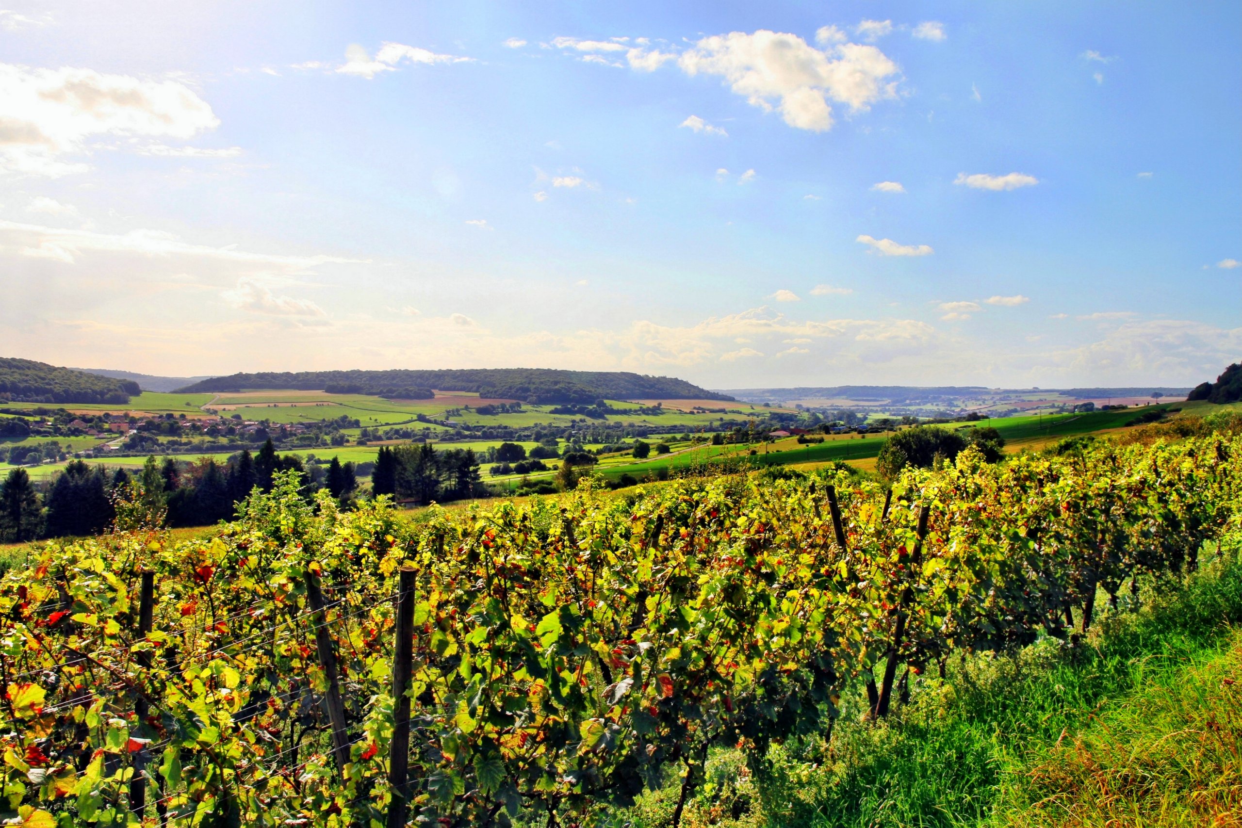 Fonds d'cran Nature Vignes - Vignobles 