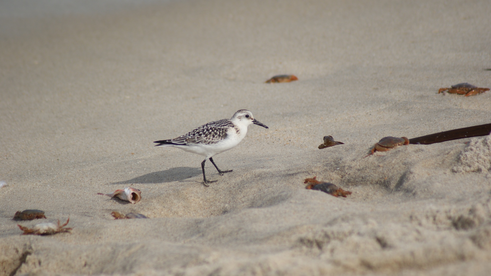 Wallpapers Animals Birds - Gulls 