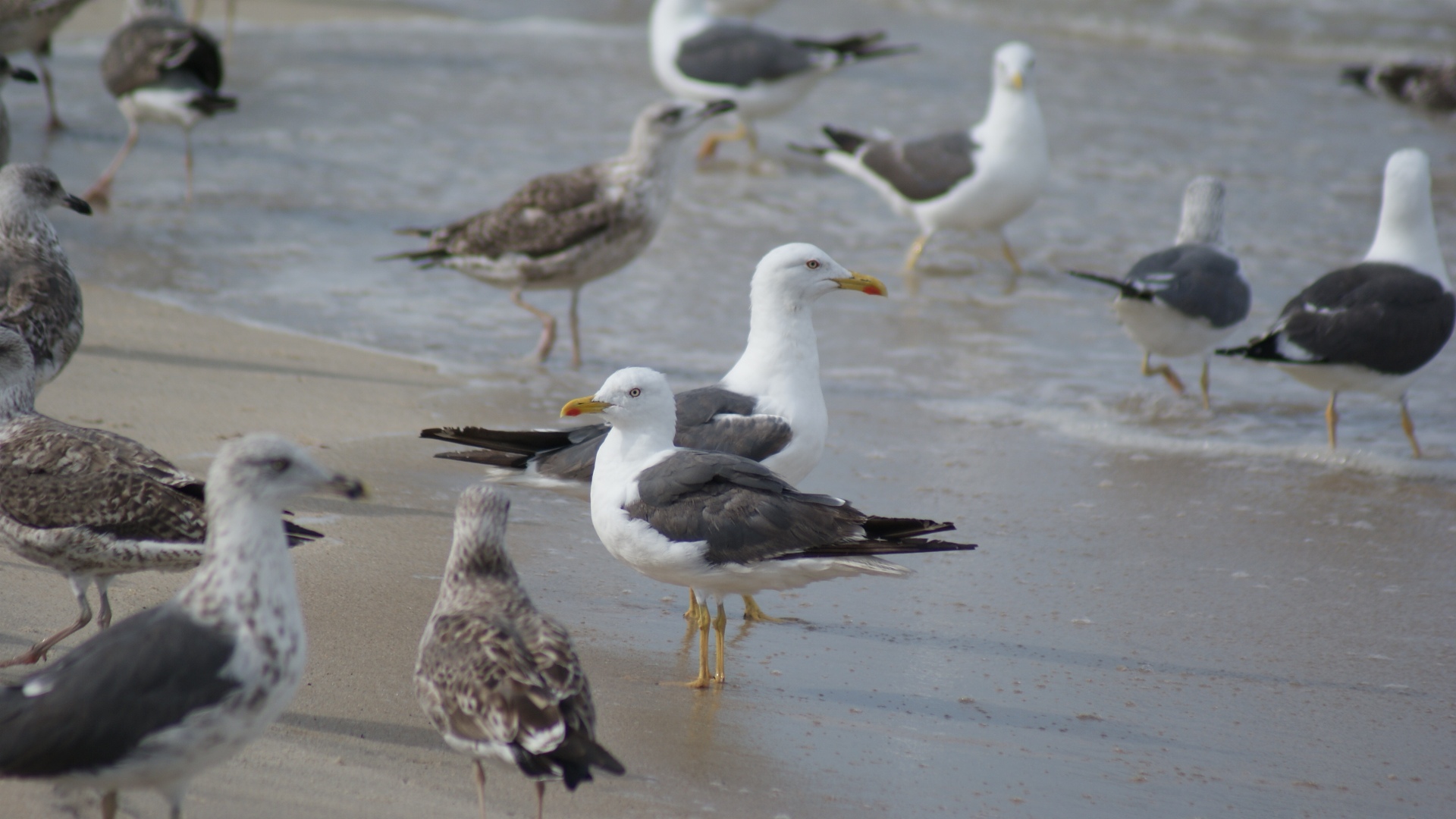 Fonds d'cran Animaux Oiseaux - Mouettes et Golands 