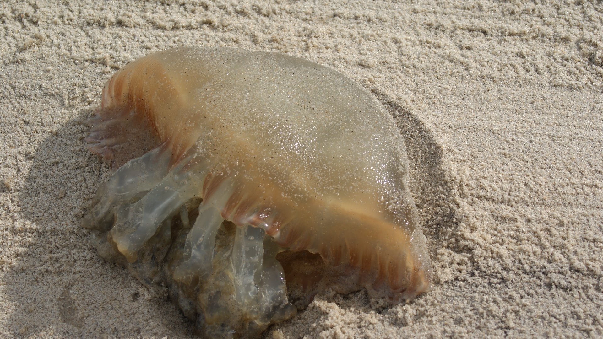 Wallpapers Animals Sealife - Jellyfish 