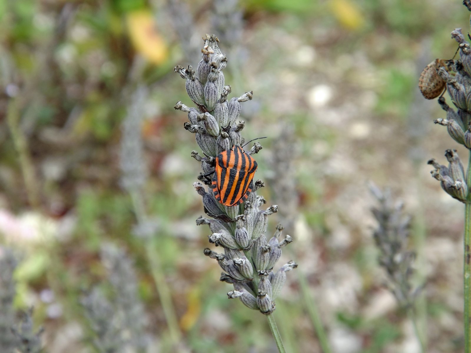 Fonds d'cran Animaux Insectes - Divers doriphore