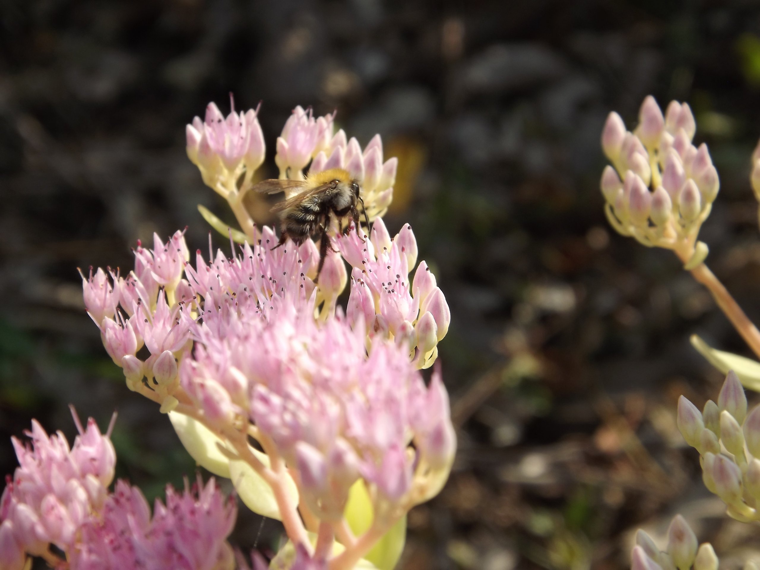 Fonds d'cran Animaux Insectes - Abeilles Gupes ... l'ouvrière au travail