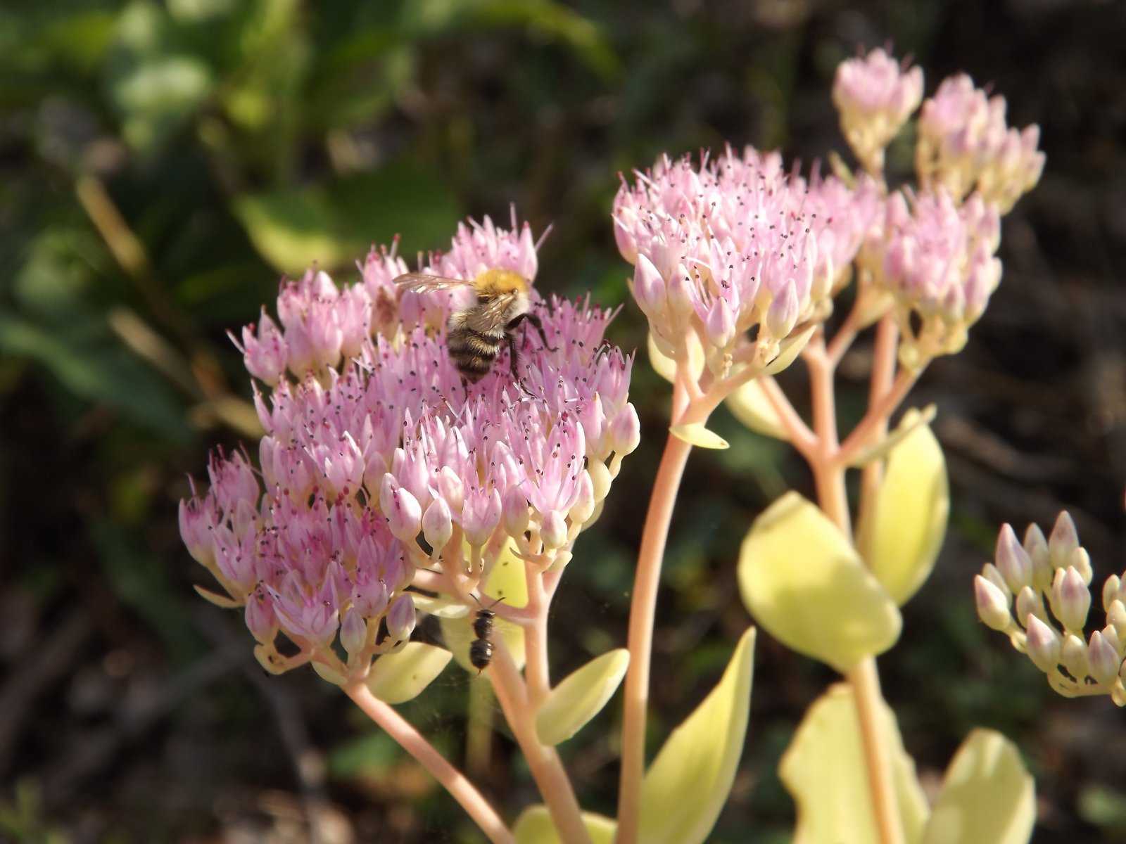 Fonds d'cran Animaux Insectes - Abeilles Gupes ... l'ouvrire au travail