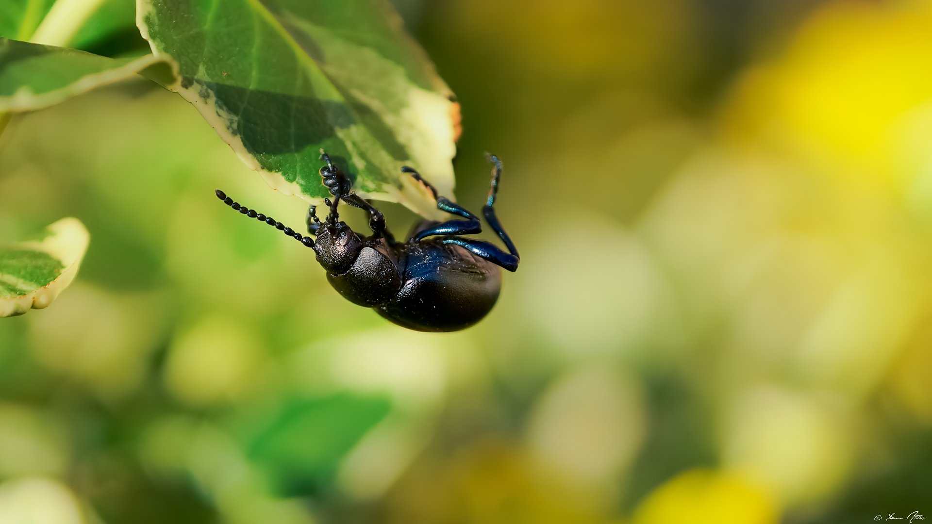 Wallpapers Animals Insects - Beetles Un Espoir