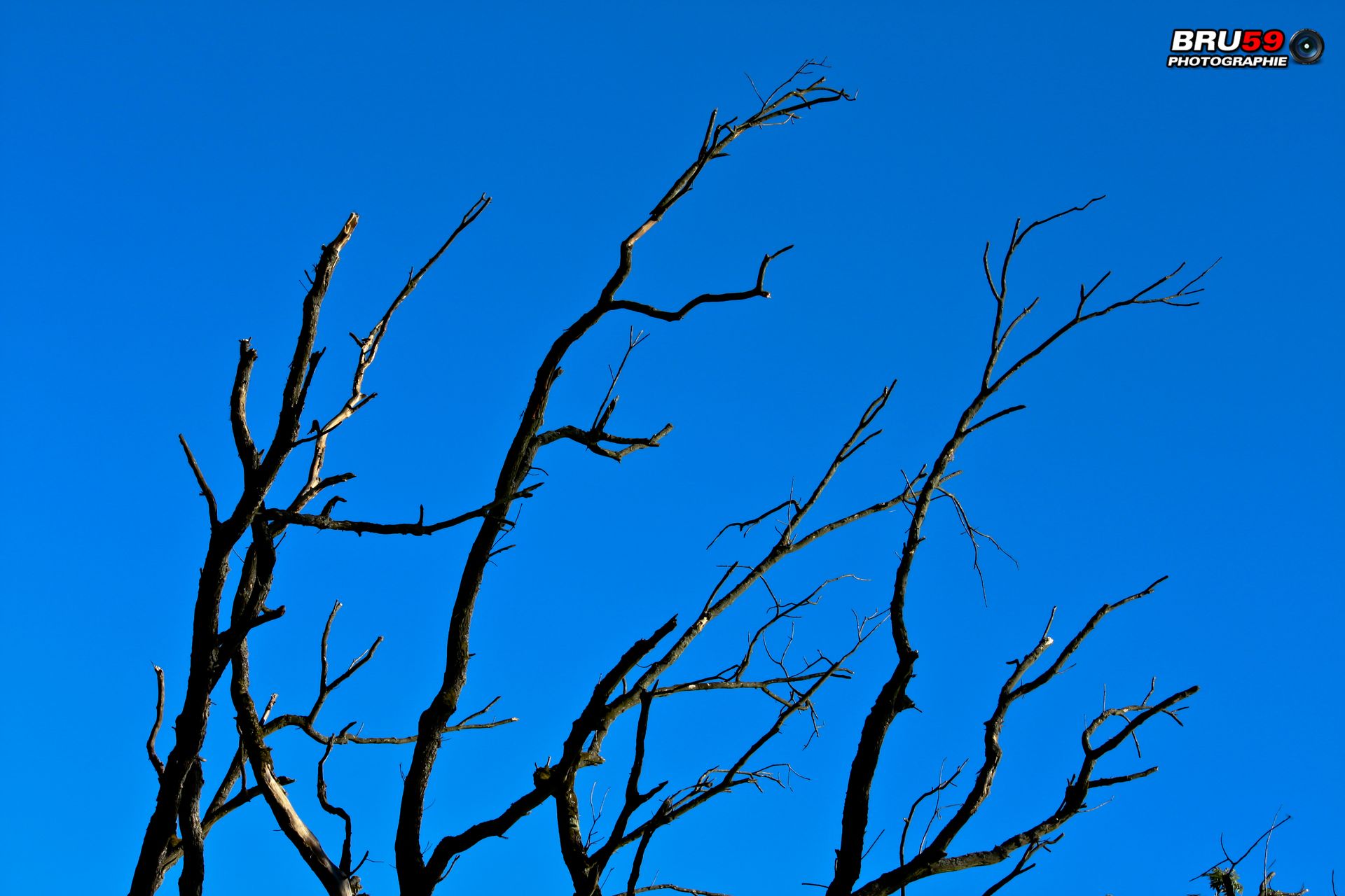 Fonds d'cran Nature Arbres - Forts Branches sans feuilles et ciel bleu