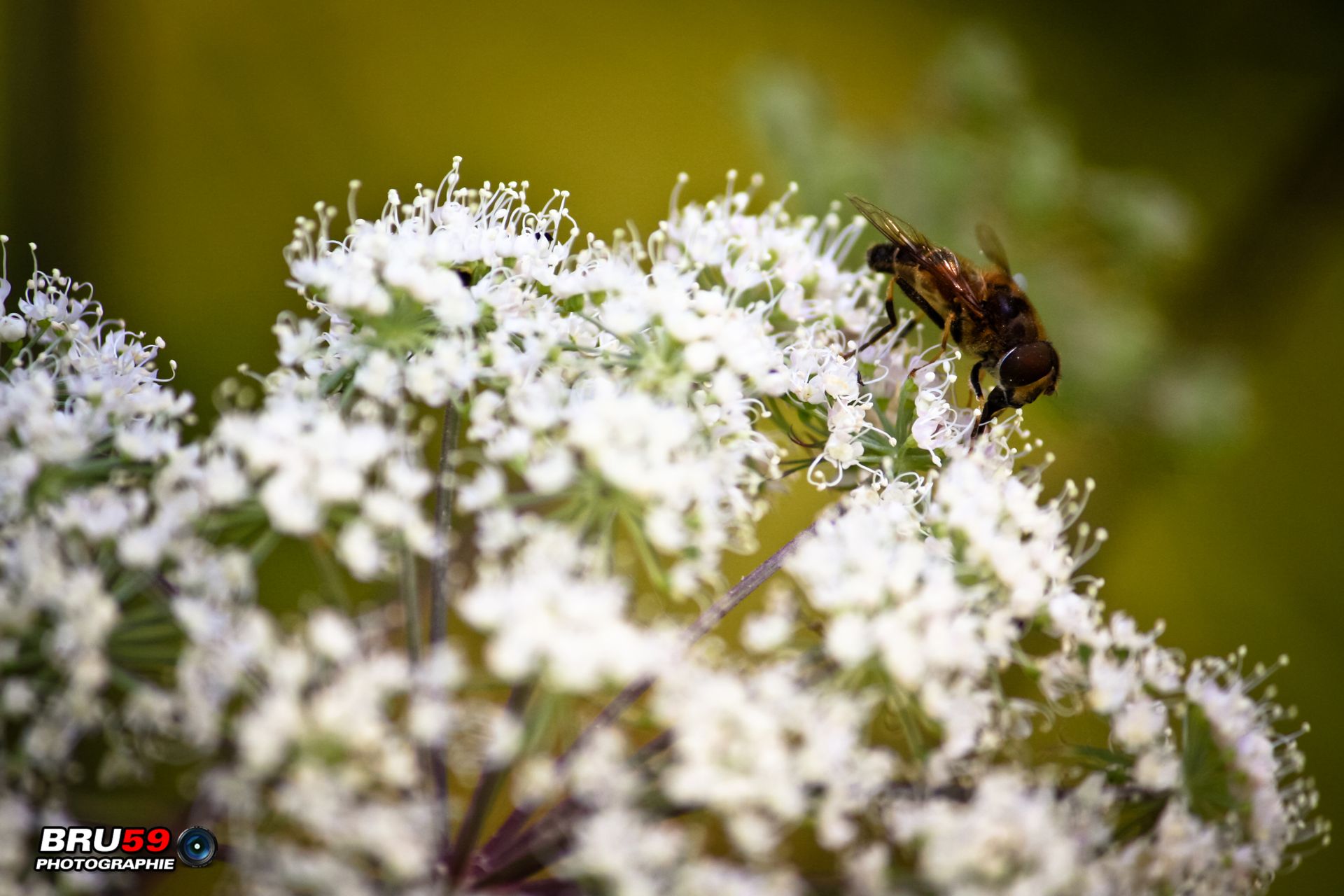 Wallpapers Animals Insects - Bees, Wasps Guepe sur fleurs blanches