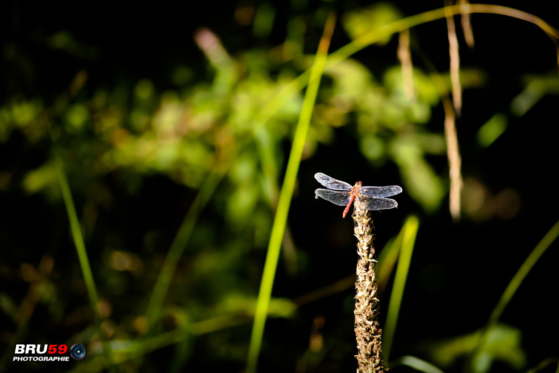 Fonds d'cran Animaux Insectes - Libellules Libellule suspendue