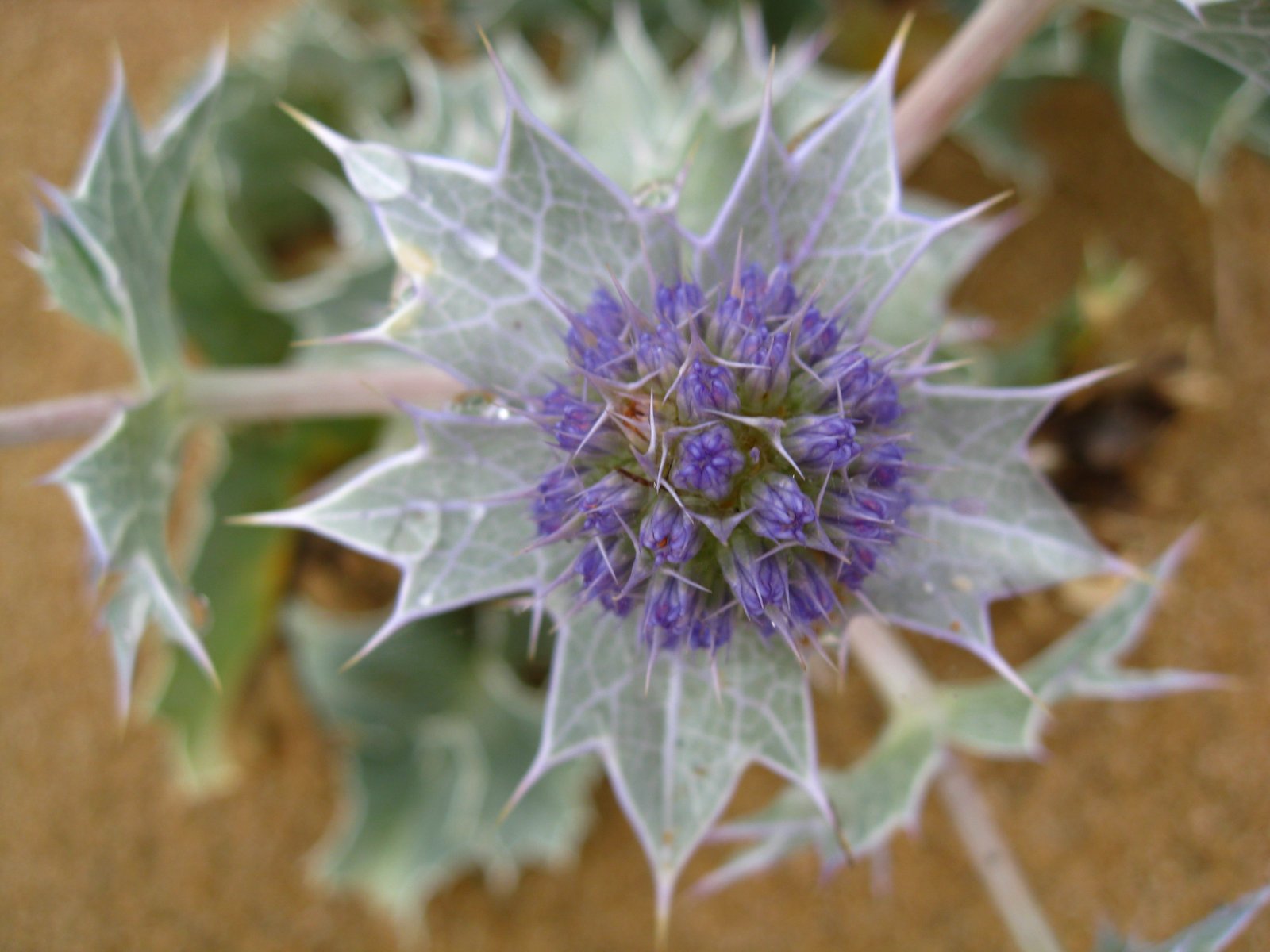 Fonds d'cran Nature Fleurs 